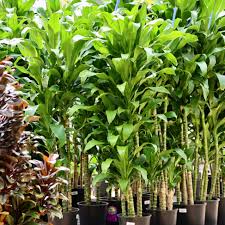Image result for Dracaena fragrans