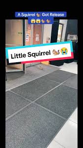 A Squirrel 🐿️ Got Stuck into a Hotel.. it keep trying to get out finally a  security guard👮‍♂️ helped it out and it got free..😁 #squirrel #got  #released #fyp #foryou #fypシ #viral #squirrel