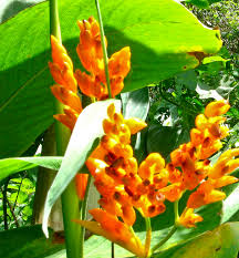 Image result for stromanthe