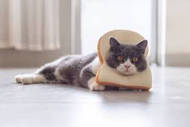 First, examine the ingredients used. Can Cats Eat Bread What You Need To Know Excitedcats