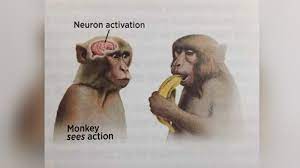 Monkey Sees Action / Neuron Activation | Know Your Meme