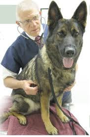 Maybe you would like to learn more about one of these? Petcare Holistic Veterinary Center Home Facebook