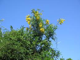 Image result for Calpurnia aurea