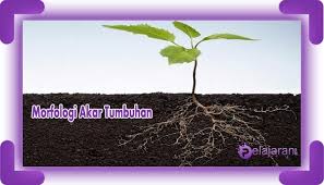 Akar lembaga akan berkembang menjadi akar pokok yang. Struktur Morfologi Akar Tumbuhan Fungsi Dan Jenisnya Lengkap Dengan Penjelasan Ilmu Pengetahuan Alam Ipa