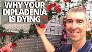 Why Your Dipladenia Mandevilla Is Dying Youtube