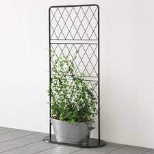 plantenrek ikea indoor vines apartment plants trellis plants