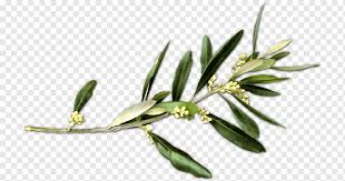 Following the battles of lexington and concord on april 19th 1775 the second continental congress convened on may 10th to make a decision on how best to a letter of petition was drawn up, which was agreed and signed on july 5th. Olive Branch Petition Peace Symbols Olive Watercolor Painting Olive Branch Png Pngwing