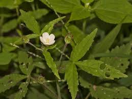 Image result for Hibiscus lobatus