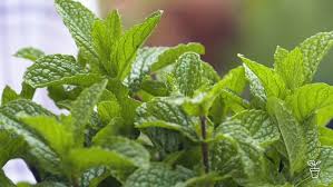 نتیجه جستجوی لغت [mint] در گوگل