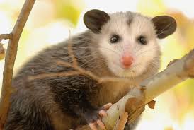 Maybe you would like to learn more about one of these? 10 Exotic Pets That Are Legal To Own In New Jersey Pethelpful