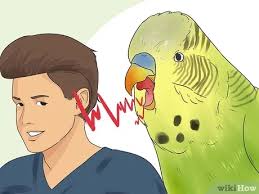 They are inquisitive, playful, and love to chirp along with their daily home environment.when purchasing a brand new parakeet you may be left wondering what to name your little friend. How To Identify Your Budgie S Sex 8 Steps With Pictures