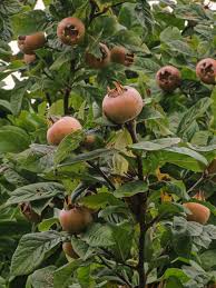 Consider a hybrid fruit that has been bred to produce unusual fruit that you won't see elsewhere very often. Unusual Fruit And Fruit Trees To Grow Old Farmer S Almanac