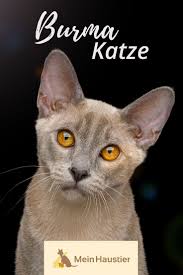 Die Burma Katze Ist Eine Sehr Alte Orientalische Katzenrasse Aus Dem Heutigen Myanmar Im Steckbrief Bekommt Ihr Alle Wichtig Katzen Rassen Katzenrassen Katzen