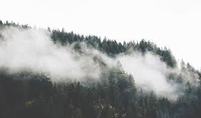 Mountain Fog Forest Mountain Nature Pine Trees Tree Mountain Fog Forest Mountain Nature Nature Pictures Vancouver Canada Photography Norway Forest