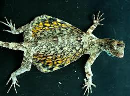 #sedangkan cicak boleh senyum, kenapa anda tidak boleh? Ekogeo Cicak Reptilia Bersuara Khas