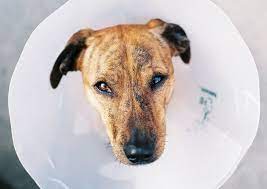 How To Stop Dog Allergies With Powerful Treatments That Work The Dog People By Rover Com