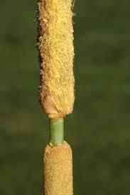 Image result for Typha domingensis