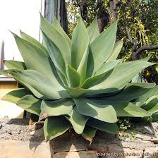 Image result for Agave