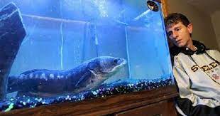 Colorful fish tropical fish beautiful creatures animals beautiful fauna marina betta fish types carpe koi fotografia macro beta fish. Snakehead Fish Fish Snakehead Fish Cool Fish