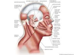 Zygomatic head of the quadratus labii superioris, or. Characteristics Of The Human Body Quiz Britannica