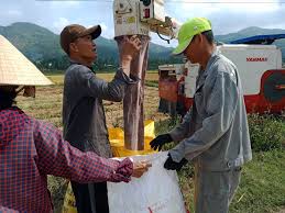 Hiệp Đức được mùa lúa đông xuân