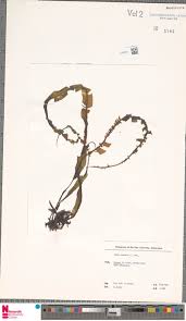 Image result for Ixora burundiensis