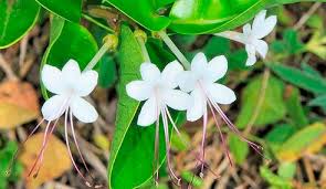 Image result for Volkameria