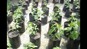 Agar budidaya tanaman mangga berhasil menghasilkan buah yang berukuran 3 kali lebih besar, lebat, banyak dan manis sebaiknya. Cara Menanam Cabe Besar Hijau Dari Biji Rumah Dan Kebun Menanam Sayuran Menanam Kebun