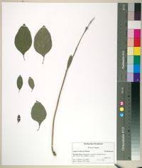 Image result for Lippia abyssinica