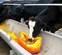 Pumpkin Cow Jon Lander Copyright 2014 Cows At The Pumpkin Patch And They Love To Eat Pumpkins I Mean More Than You Like Anythi Cow Fauna Pumpkin Patch