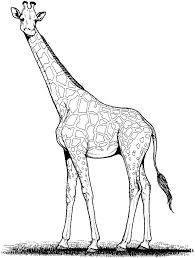 Giraffe Drawing Google Search Giraffe Coloring Pages Giraffe Drawing Giraffe Illustration
