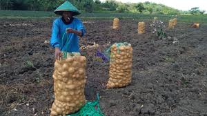 Dj tanam tanam ubi terbaru gratis dan mudah dinikmati. Petani Di Desa Sumbangtimun Trucuk Bojonegoro Coba Peruntungan Dengan Tanam Ubi Jalar Beritabojonegoro Com