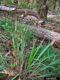 Image result for Setaria parviflora
