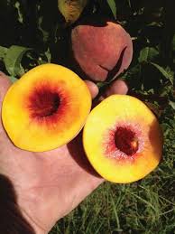 We did not find results for: A Great Tasting Peach Is A Complicated Endeavor Growing Produce