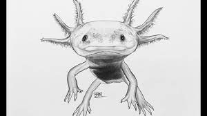 An axolotl is an aquatic passive mob that attacks most other underwater mobs. Drawing The Axolotl Youtube