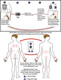 In humans, the lobes of the cerebrum are responsible for higher tasks such as thought, language the parietal lobe is located on top of the brain toward the back. Cdc Scabies Biology