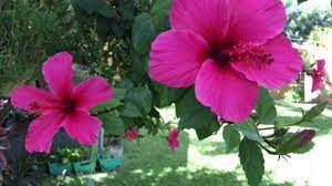 Tropical Hibiscus Flower Video Hibiscus Flowers Flower Care Plumeria Flowers
