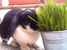 Liste Des Legumes Bons Ou Pas Pour Les Lapins Marguerite Et Cie Nourriture Lapin Nourriture Pour Lapin Liste De Legumes