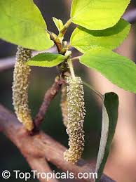 Image result for Broussonetia