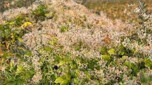 Image result for Clematis brachiata
