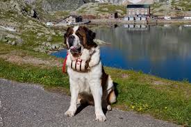 At health & wellness, we understand that joining a fitness center is often a big commitment and can be intimidating to those new to exercising. The Immeasurable Joy Of Walking With St Bernard Dogs In Switzerland