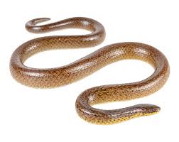 Image result for Atractus modestus