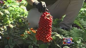 Carrion flowers attract mostly scavenging flies and beetles as pollinators. Berries Harvested From Rare Corpse Flower Weareiowa Com