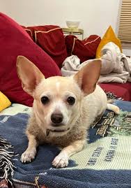 Daisy trying to hide her corn from Bloom