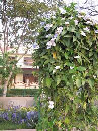 Top 10 flowering climbers for an indian garden. Grow Vines To Protect Your Urban Home Against The Indian Summer