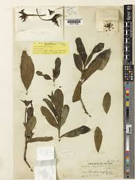 Image result for Leptactina arborescens