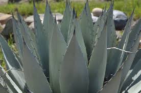 Image result for Agave