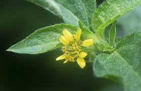 Image result for Sclerocarpus africanus