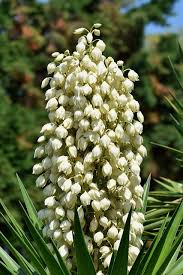Maybe you would like to learn more about one of these? Landscape Design Styles Plants Need For Build Inc