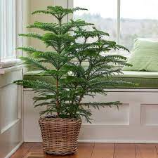 We did not find results for: Norfolk Island Pine In Baskets Saksida Cicekler Bi Tki Cicek